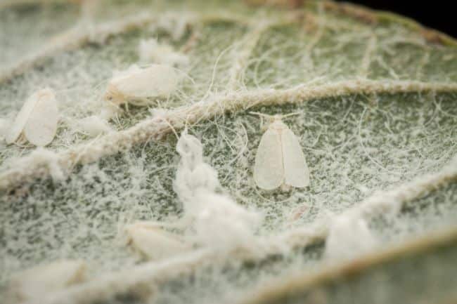 Białe muszki na kapuście