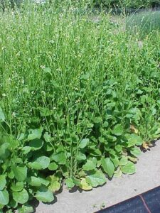 Ciekawe odmiany kapusty Ciekawe odmiany kapusty – kapusta abisyńska, modrak abisyński