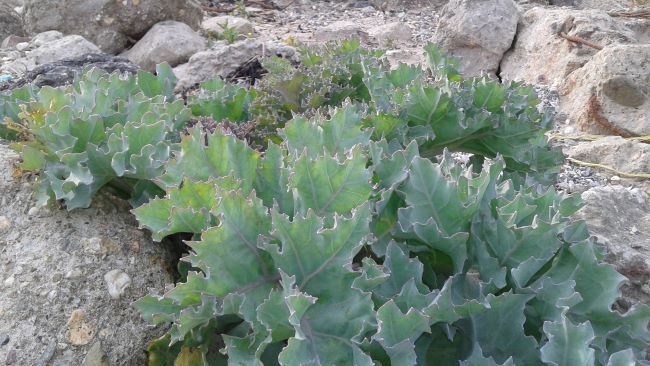 Ciekawe odmiany kapusty Ciekawe odmiany kapusty – kapusta morska