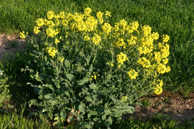 Ciekawe odmiany kapusty Ciekawe odmiany kapusty – kapusta rzepak
