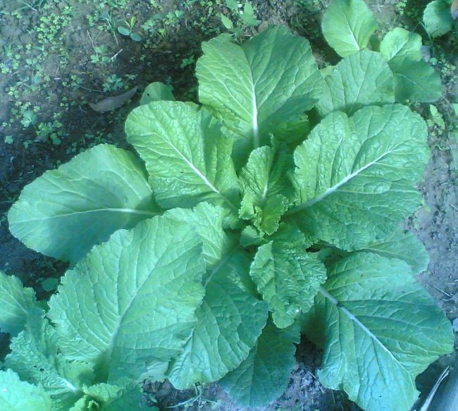Ciekawe odmiany kapusty Ciekawe odmiany kapusty – kapusta sitowata