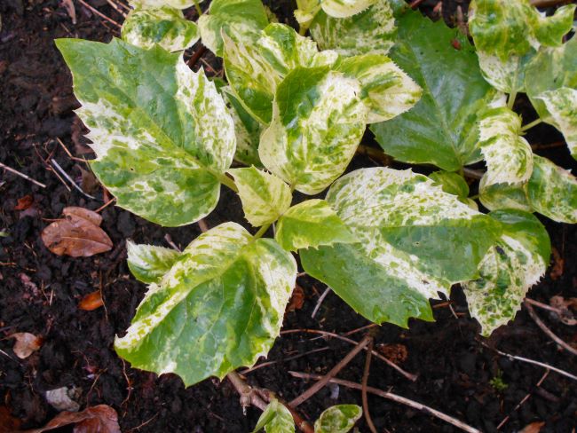 Hortensja pnąca – odmiana pstrolistna