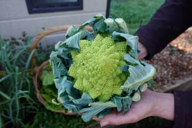 Kalafior Romanesco