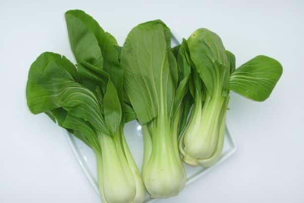Kapusta chińska – Pak Choi