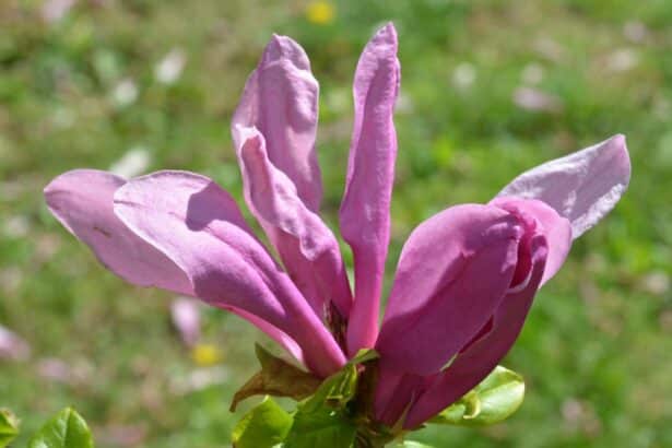 Magnolia 'Susan'