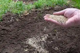 Do kiedy można siać trawę jesienią?