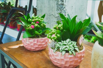 Kompozycje doniczkowe w domu