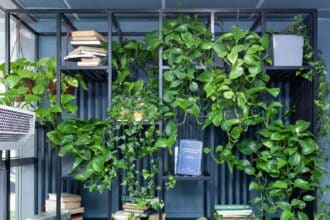 Wiszące kwiaty w oknie – Epipremnum złociste