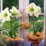 Amarylis – 5 sposobów na udaną uprawę amarylis sposoby na uprawę