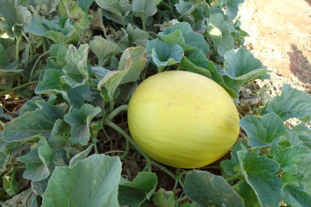 Melon
