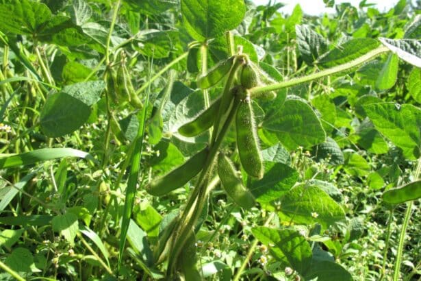 Soja warzywna
