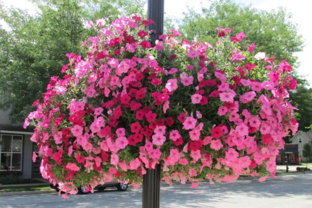 Supertunia Vista