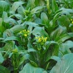 Choy sum vel Choi sum