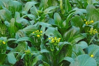 Choy sum vel Choi sum