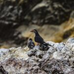 Guano - naturalny ptasi nawóz Guano