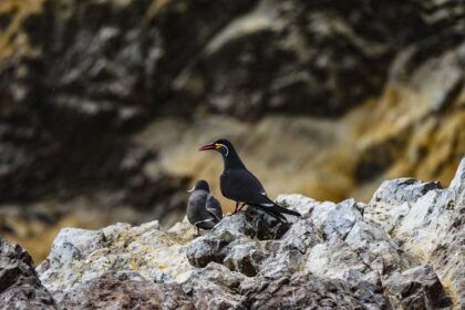 Guano