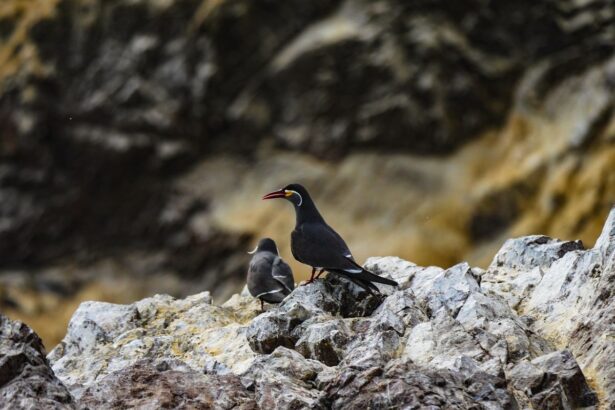 Guano