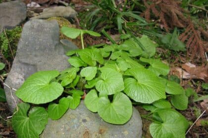 Wasabi