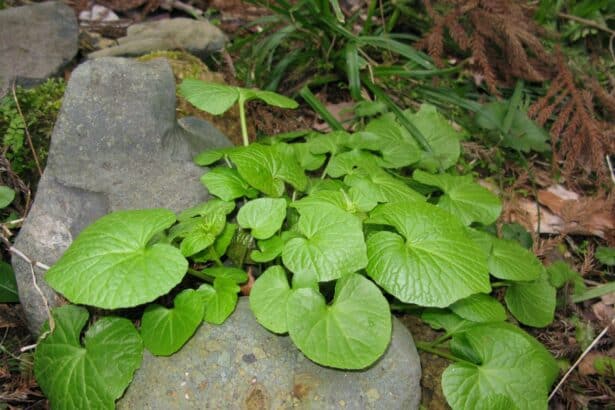 Wasabi