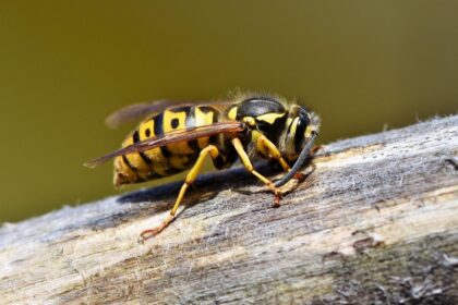 Jak szybko pozbyć się os i szerszeni