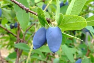 Lonicera_caerulea_Fruit, Morigen, CC 3.0