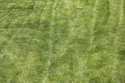 Piaskowanie trawnika trawnik-piaskowanie