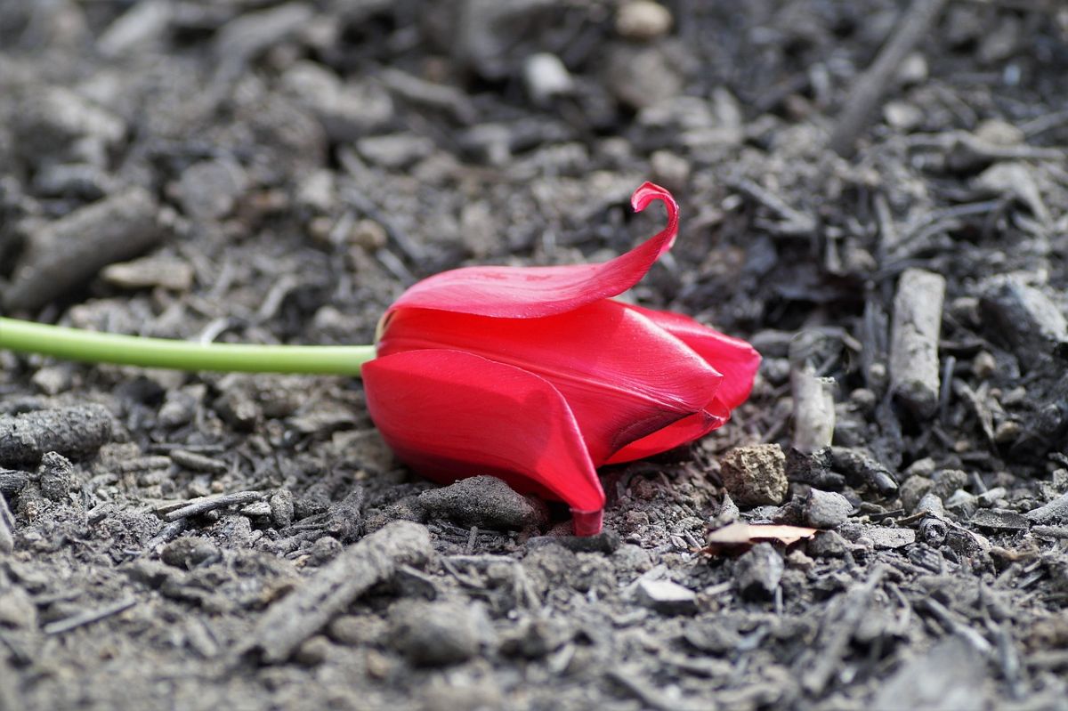 Popiół drzewny w warzywniku