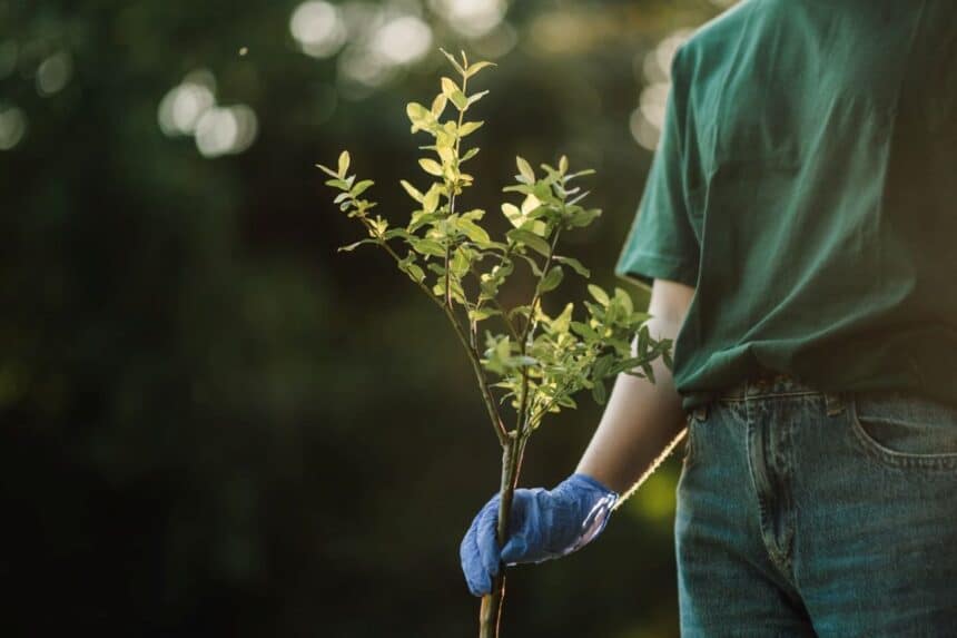 podpora dla młodego drzewa