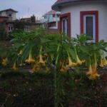 Brugmansia - Brugmansja