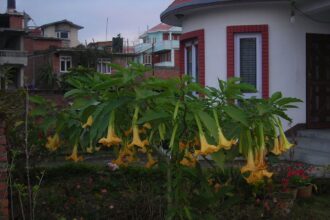 Brugmansia - Brugmansja