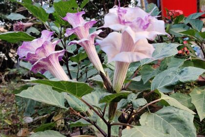 Datura - Bieluń
