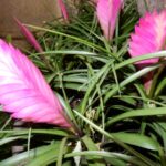 Oplątwa niebieskawa, autor Shuvaev, CC BY 4.0, commons.wikimedia.org