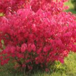 Trzmielina oskrzydlona – uprawa, pielęgnacja i najlepsze odmiany do ogrodu