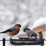 Dokarmianie ptaków zimą