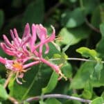 Wiciokrzew, kiedy i jak sadzić