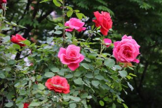 Kiedy przesadzić róże? Sztuka wyczucia idealnego momentu