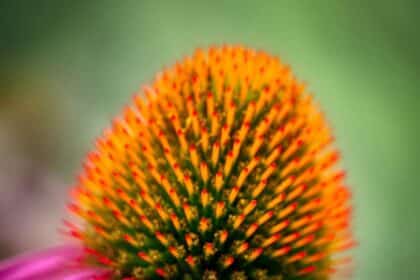 kwiat jeżówki purpurowej echinacea