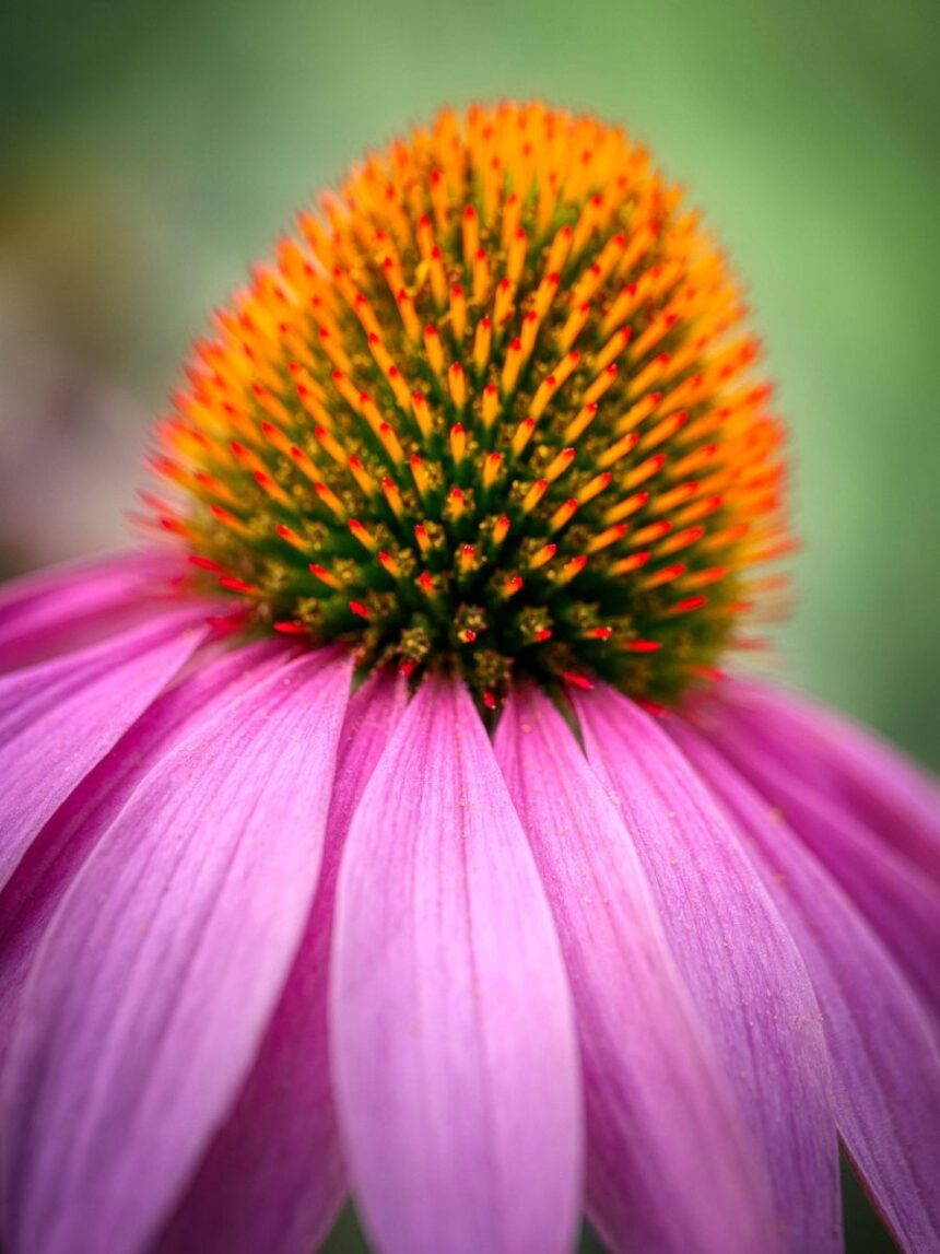 kwiat jeżówki purpurowej echinacea