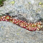 Ogród odporny na suszę