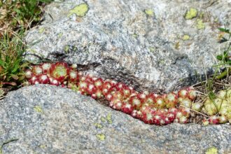 Ogród odporny na suszę