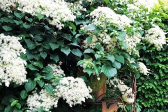 Dlaczego hortensja pnąca nie kwitnie? – Wyjaśniamy przyczyny