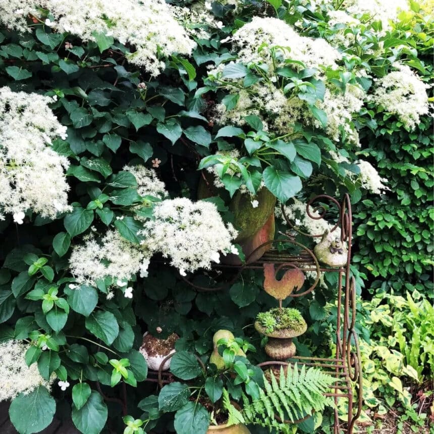 Dlaczego hortensja pnąca nie kwitnie? – Wyjaśniamy przyczyny