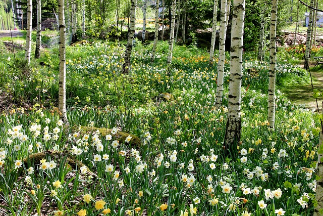 Ogród leśny (food forest)