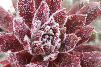 Mrozoodporne rozchodniki