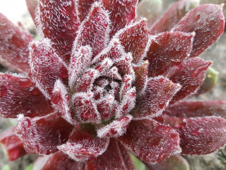 Mrozoodporne rozchodniki