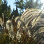 Rozplenica Pennisteum