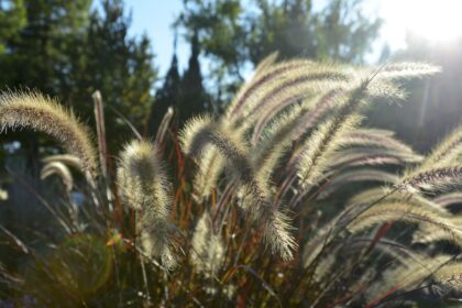 Rozplenica Pennisteum