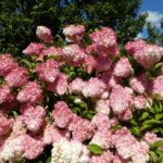 Sadzonki hortensji bukietowej