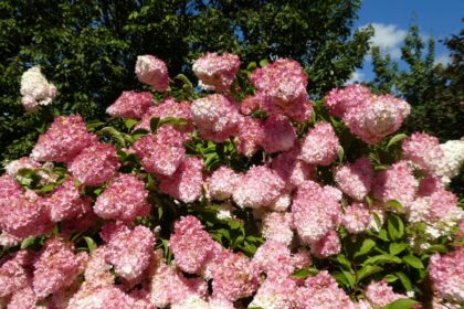 Sadzonki hortensji bukietowej