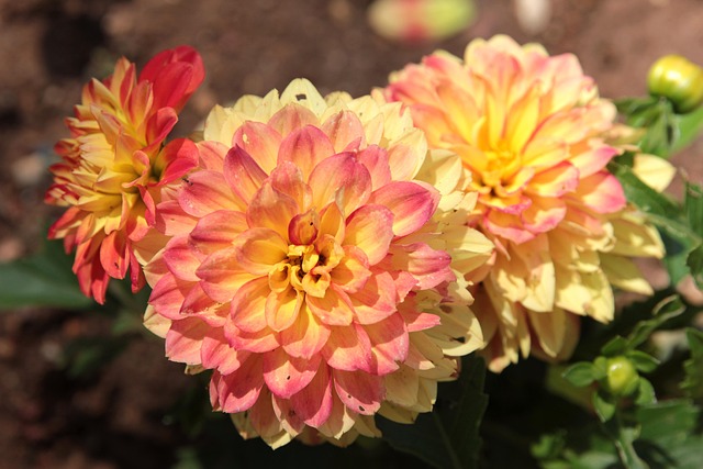 Ogród na kwiat cięty – jak zaplanować rabatę, z której będziesz robić własne bukiety Ogród na kwiat cięty - dalie ogrodowe